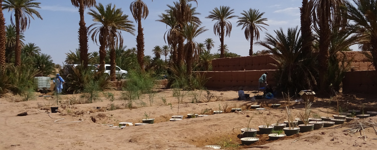 3. View over the 5 wadis completely planted in April 18