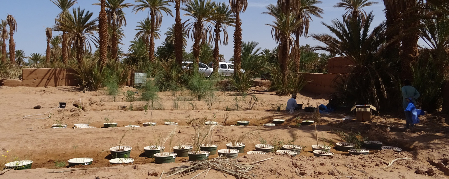 5. Wadi 4 and 5 completely planted in April 18