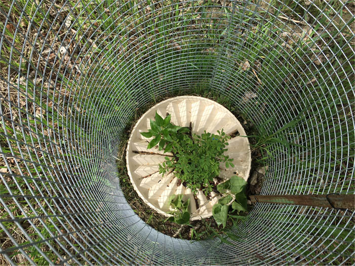 the waterboxx plant cocoon protected against animals