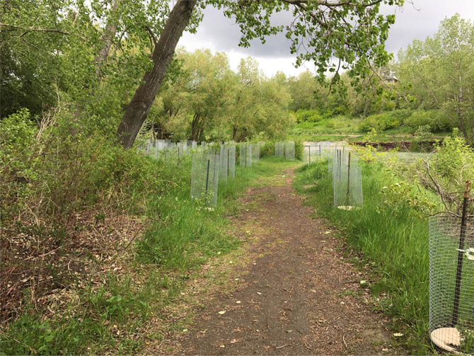 De hekken beschermen de bomen en struiken tegen wilde dieren