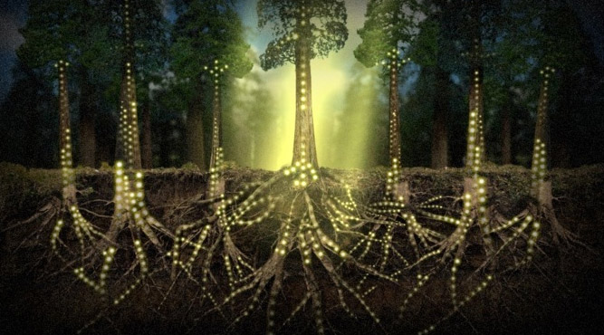 The wood wide web. Trees are connected to eachother and to the earth. The wood wide web operates much like our internet, allowing plants to communicatie, bestow nutrition, or even harm one other.
