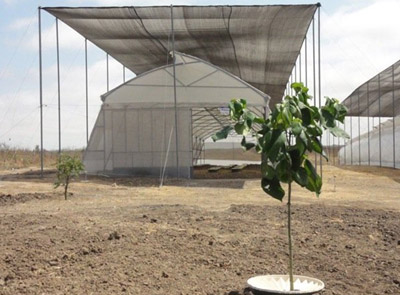 De Gmelina Arbora boom in Ecuador planten met de Waterboxx plant cocoon - de boom groeit goed ondanks het warme klimaat