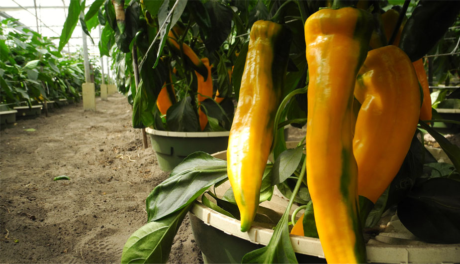 Cultive vegetais com menos água do que a irrigação por gotejamento com a Groasis Ecological Water Saving Technology