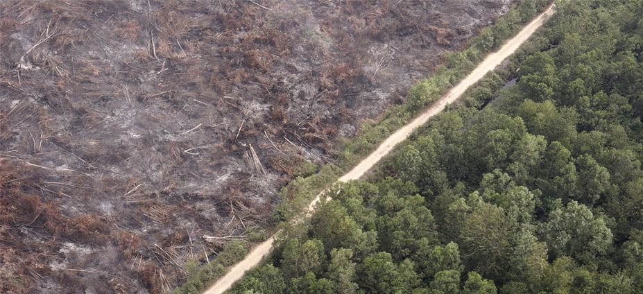 Indonesian rainforests are being cut down at an enormous speed 