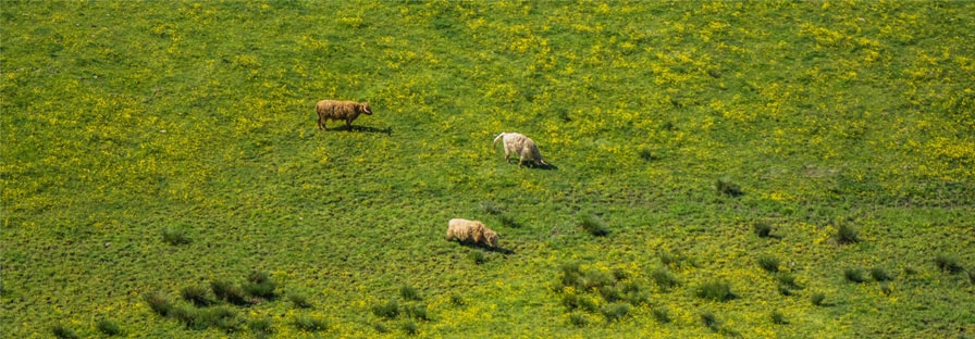 How do you protect your crops and trees against grazing animals, mice, wild pigs and ants?