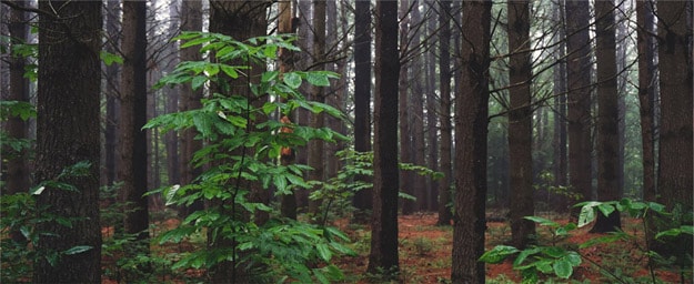 Comience con la reforestación - utilice la tecnología ecológica de ahorro de agua Groasis para sus proyectos de reforestación y plantar árboles