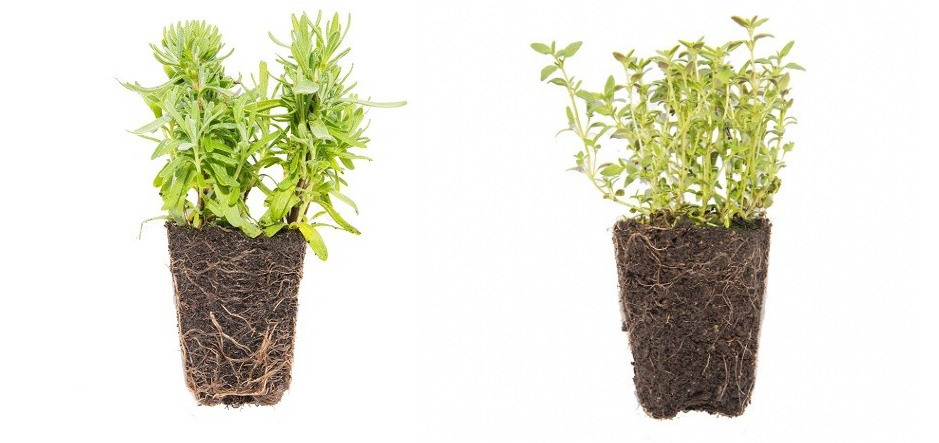 El sistema de raíces de una planta o árbol cuando lo dejas crecer en tapones