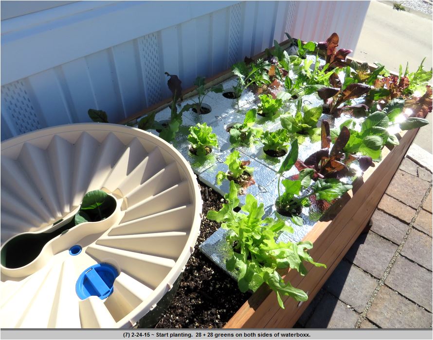 Details of the various types of lettuce next to the Groasis Waterboxx