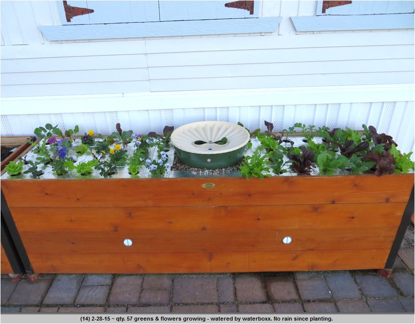 The woodbox containing the Groasis Waterboxx and various types of lettuce and plants