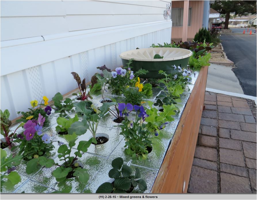 Je kan met de Groasis Waterboxx diverse soorten sla laten groeien