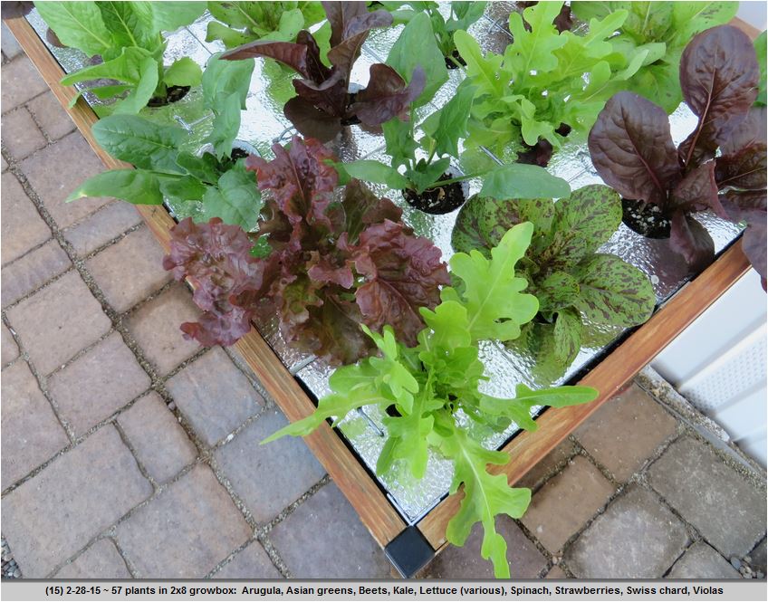 The lettuce varieties grow well. This photo is taken just one week after the planting