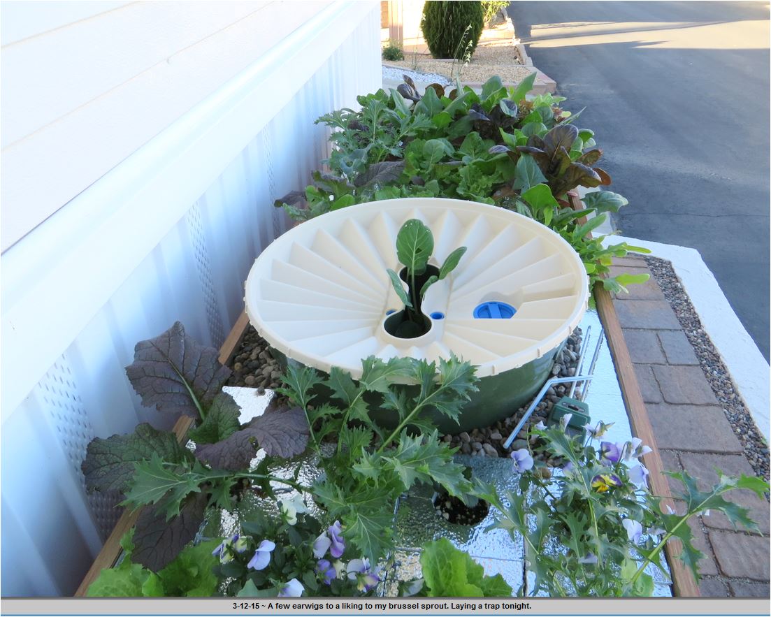 De bloemen beginnen ook te groeien in de plantenbak dankzij de Groasis Waterboxx