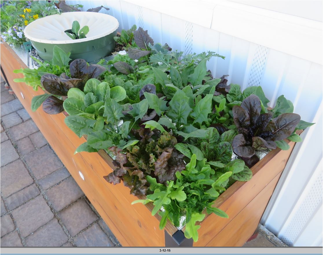 The lettuce is growing rapidly thanks to the Groasis Waterboxx. The photo is taken just two weeks after planting.