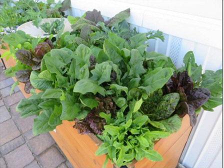After 4 weeks, there is plenty of salad for the whole family. The Waterboxx currently consumes 2 liters of water per day.