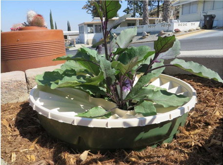 Eggplant in the Groasis Waterboxx