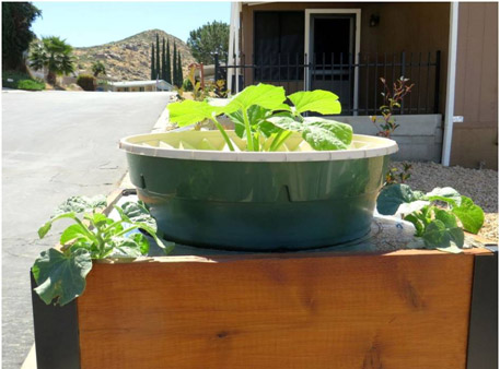 Pompoen en meloenplanten in de Groasis Waterboxx