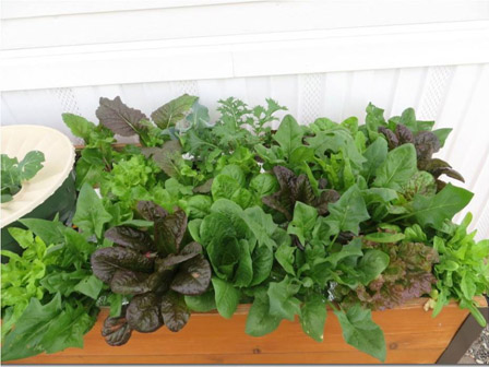 The lettuce, three weeks after planting with the Groasis Waterboxx