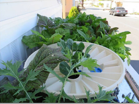 The Brussels sprouts begin to grow rapidly, thanks to the water coming from the Groasis Waterboxx