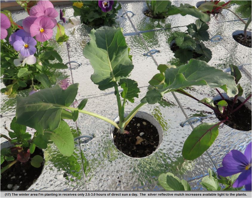 Detail of isolation board with plants planted in holes