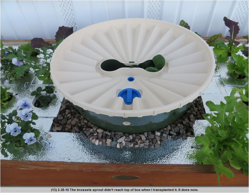 9 Put the Groasis Waterboxx over the plant