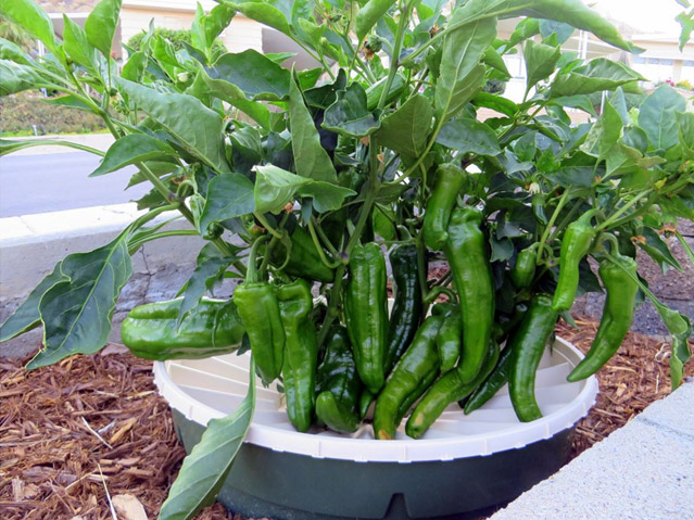 Dos tipos diferentes de plantas de pimiento crecen juntos en un Groasis Waterboxx