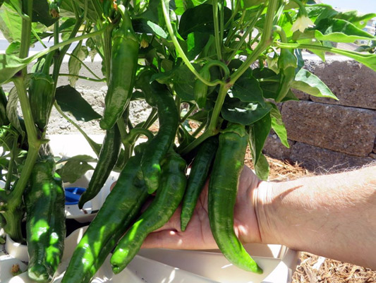 Les piments croissent rapidement grâce à la Groasis waterboxx. Malgré le temps chaud, ils sont devenus grands.