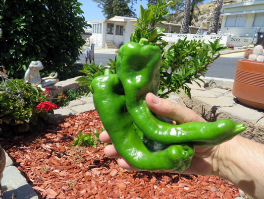 Two biological Marconi peppers who are produced in the Groasis Waterboxx