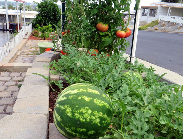 The watermelons are growing so fast because the Waterboxx plantcocooN