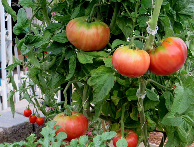 wonderfull tomatoes