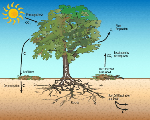 Bomen kunnen de CO2 moleculen uit de lucht filteren - C atomen worden opgeslagen in de wortels en de stam, O2 moleculen worden weer afgegeven aan de lucht en gebruiken mensen voor zuurstof