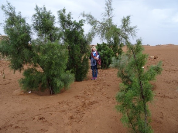 De boompjes die waren geplant met de Groasis Waterboxx zijn nu grote bomen en kunnen zelfstandig overleven in de woestijn