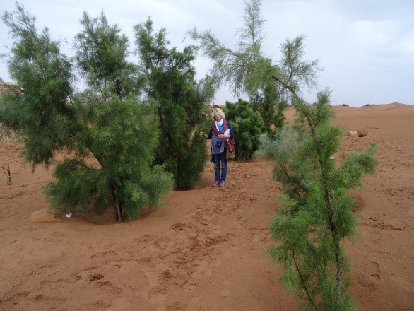 Les jeunes arbres qui ont été plantés avec le Groasis Waterboxx sont grands et peuvent survivre sur leurs propres