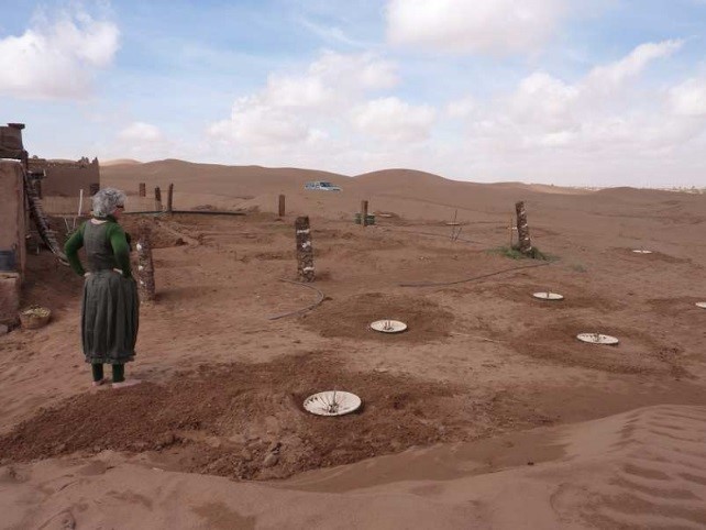 Bomen planten in de woestijn met minder water, hoog overlevingspercentage, zonder energie en goedkoop - het kan met de Waterboxx plant cocoon