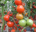 Grow vegetables and fruits in an efficient and water-saving way