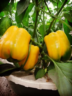 Waterboxx with Yellow Bell Peppers
