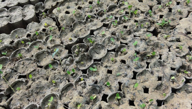 These seeds have germinated perfectly and the plants are ready to harden