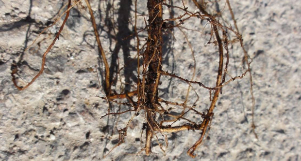 Destroyed, split and upward growing primary root grown in plugs