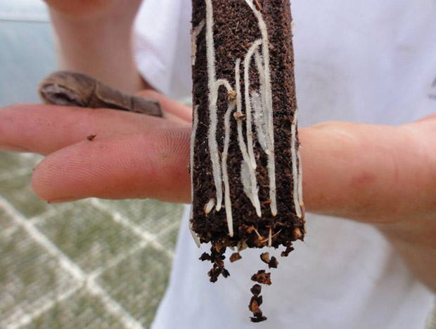 This is what perfect primary roots in a plug look like: downwards growing and white