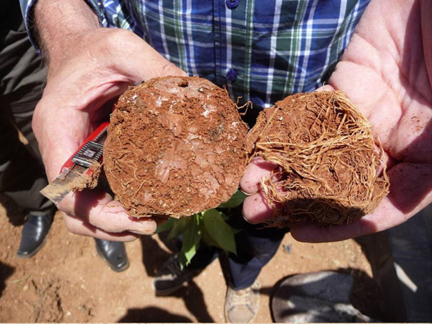 These are the horizontal growing primary roots that you have removed