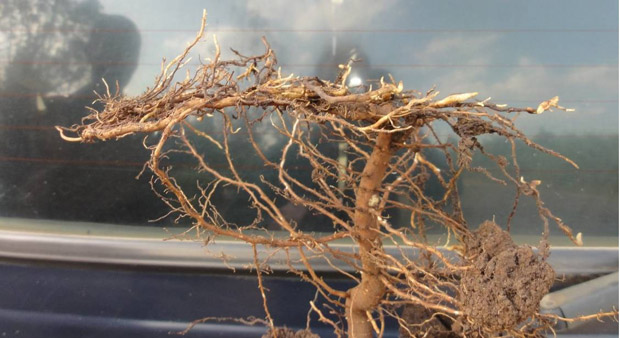 Destroyed, split and horizontal growing primary roots grown in plastic bags