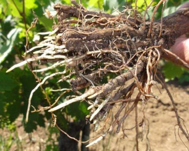 Vier maanden na het planten: de herstelde, in verticale richting naar beneden groeiende penwortels