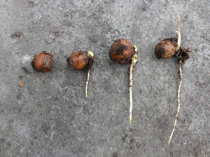 De wortels van een eikel in verschillende groeifasen