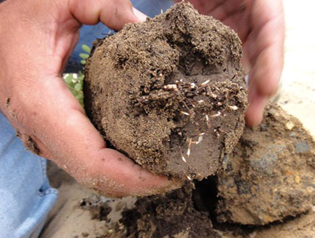 Three months after pruning, new, vertically downwards growing primary roots have developed