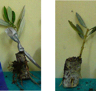 perfect radicle roots with cuttings.