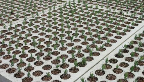 Toekomstige plant productie in Porto-broeikassen in de buurt van de beplanting plaats