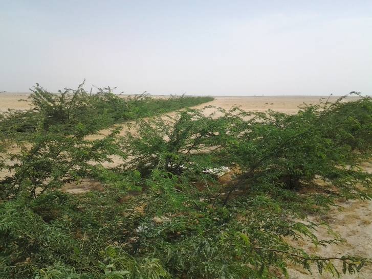 Le reboisement des déserts peut se faire avec la méthode de plantation d'eau de Groasis - arrêt utilisant des systèmes d'irrigation