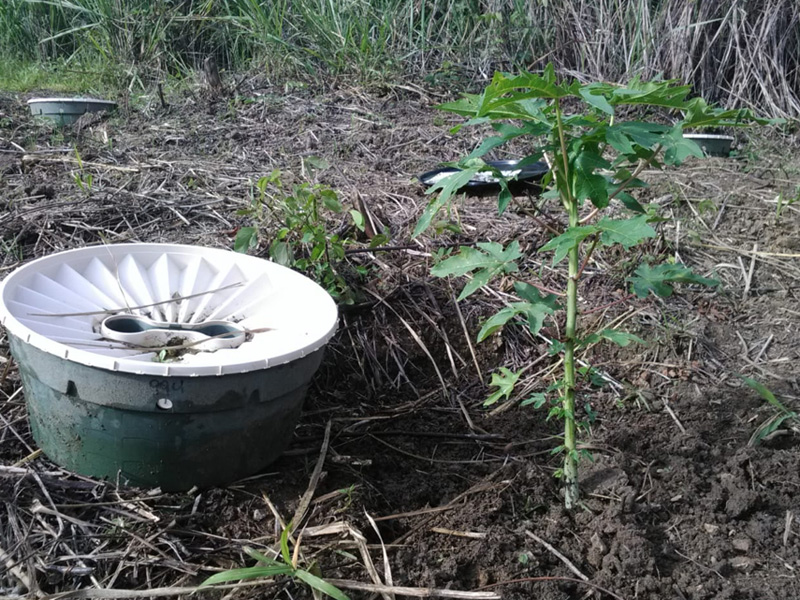 20180521 Papaya number 1008 without the Waterboxx in Ruiz