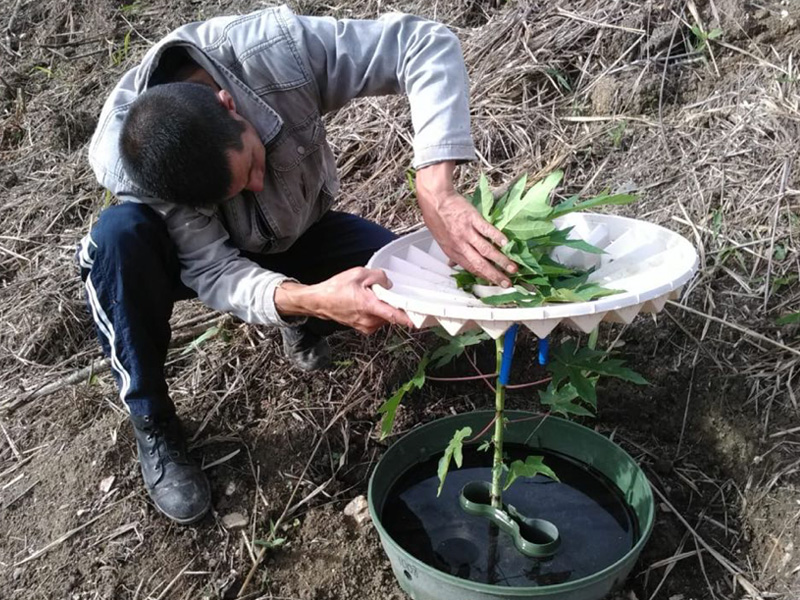 20180521 Removing the Waterboxx plant cocoon in Ruiz