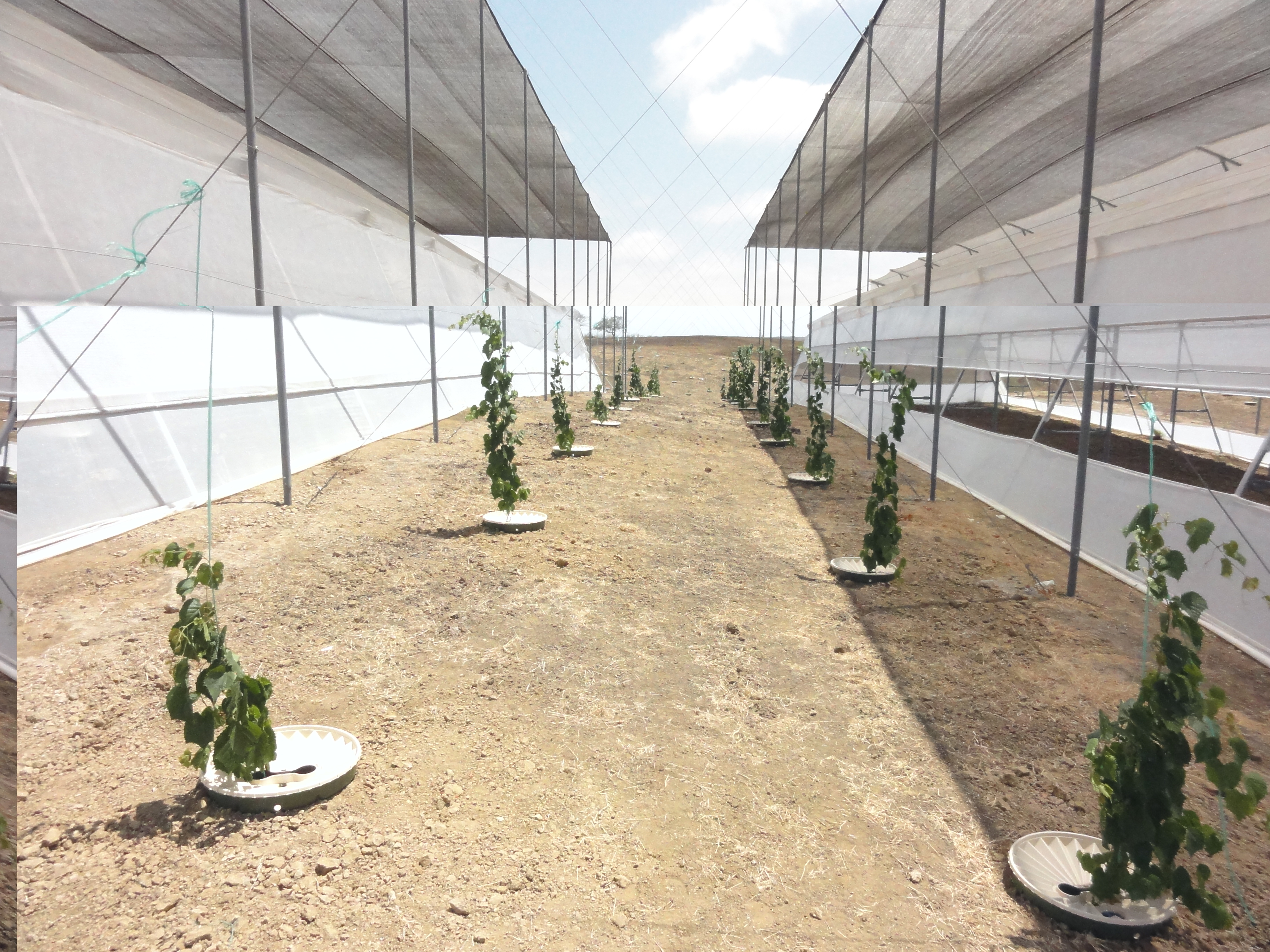 Download presskit Groasis photos Groasis about reforestation and ...