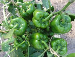 11 A whole bunch of paprikas growing from one Groasis Waterboxx plant cocoon